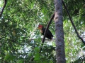 A hornbill sings in the trees. 
