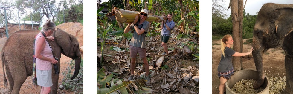volunteering with elephants in Thailand