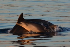dolphins in croatia