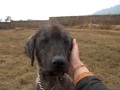 Tibetian Mastiff