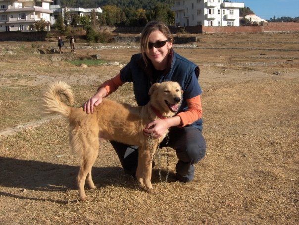 Tibetian Mastiff