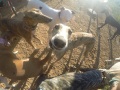 Volunteers take care of rescued galgos