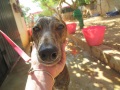 Spanish Galgo getting ready for a bath