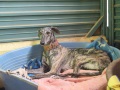 A rescued galgo