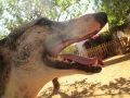 Galgo Smiles