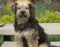 Tibetian Mastiff