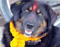 Tibetian Mastiff