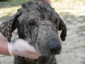 Tibetian Mastiff